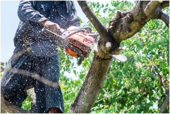 tree services Belview